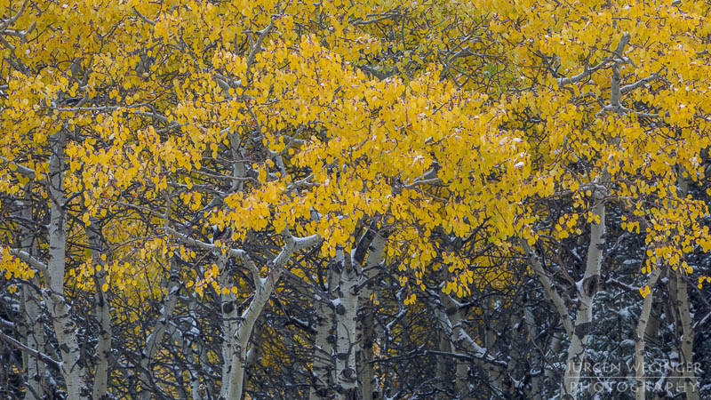 herbst, herbstlaub, herbstfarben, herbstliche idylle, naturerlebnis, natur im herbst, natur, landschaft, naturlandschaft, herbstlandschaft, waterton nationalpark, kanada