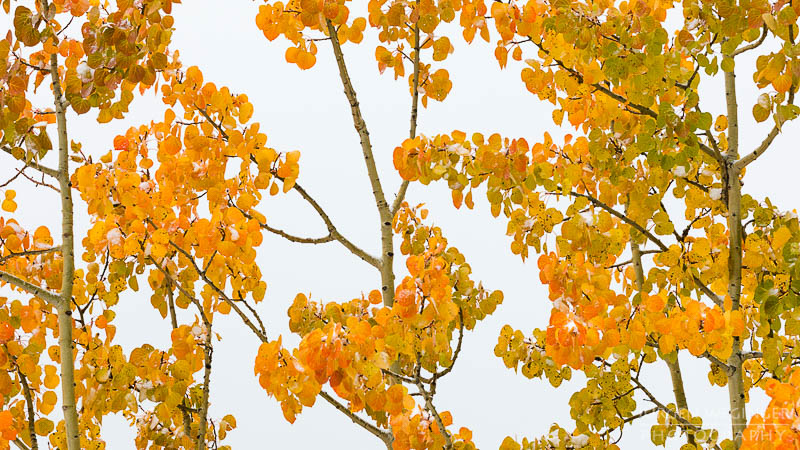 herbst, herbstlaub, herbstfarben, herbstliche idylle, naturerlebnis, natur im herbst, natur, landschaft, naturlandschaft, herbstlandschaft, kanada, gelb, waterton nationalpark