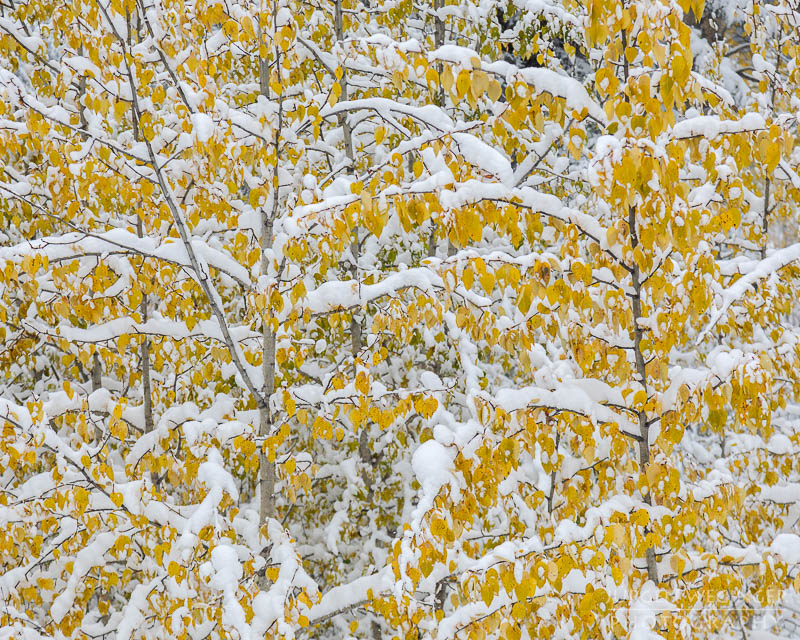 herbst, herbstlaub, herbstfarben, herbstliche idylle, naturerlebnis, natur im herbst, natur, landschaft, naturlandschaft, herbstlandschaft, bank nationalpark, kanada, british columbia, bow valley parkway