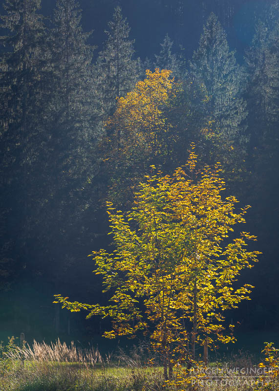 herbst, herbstlaub, herbstfarben, herbstliche idylle, naturerlebnis, natur im herbst, natur, landschaft, naturlandschaft, herbstlandschaft, berge, waldgebiet, waldlandschaft, hall, Admont, steiermark, österreich