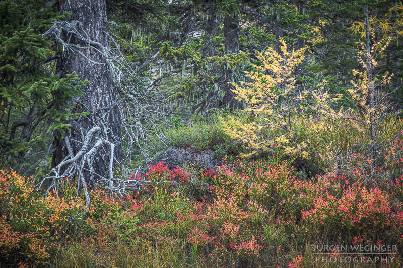 herbst, herbstlaub, herbstfarben, herbstliche idylle, naturerlebnis, natur im herbst, natur, landschaft, naturlandschaft, herbstlandschaft, berge, waldgebiet, waldlandschaft, rauris, nationalpark, hohe tauern, salzburg, österreich, rauriser urwald