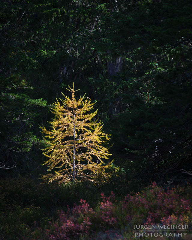 herbst, herbstlaub, herbstfarben, herbstliche idylle, naturerlebnis, natur im herbst, natur, landschaft, naturlandschaft, herbstlandschaft, rauriser urwald, rauris, nationalpark hohe tauern, salzburg, österreich, gelb, licht und schatten