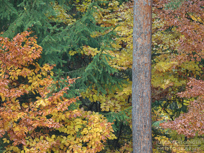 herbst, herbstlaub, herbstfarben, herbstliche idylle, naturerlebnis, natur im herbst, natur, landschaft, naturlandschaft, herbstlandschaft, steiermark, orange, grün, ramsau, dachstein, rössing, österreich