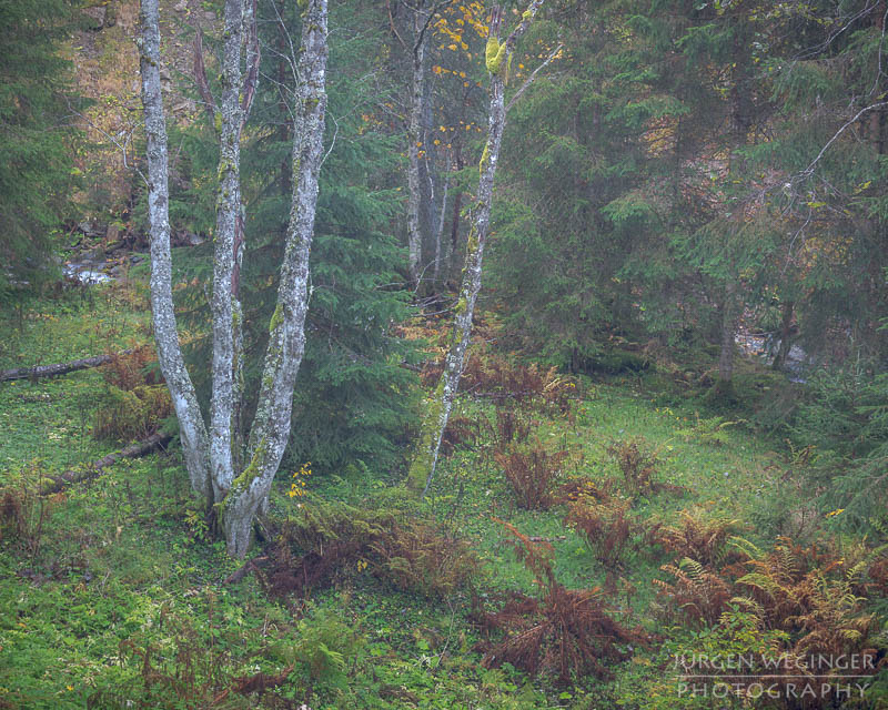 herbst, herbstlaub, herbstfarben, herbstliche idylle, naturerlebnis, natur im herbst, natur, landschaft, naturlandschaft, herbstlandschaft, lärchkaralm, steiermark