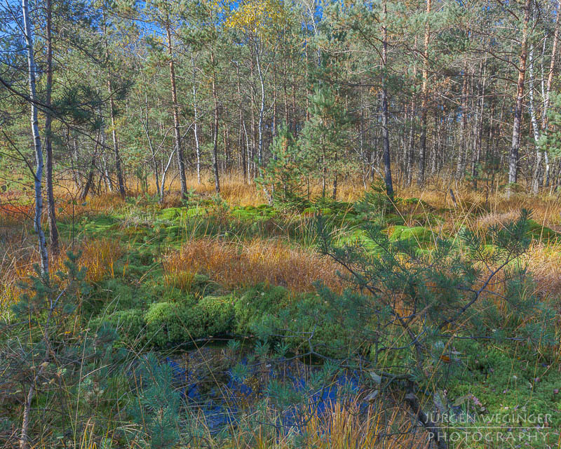 herbst, herbstlaub, herbstfarben, herbstliche idylle, naturerlebnis, natur im herbst, natur, landschaft, naturlandschaft, herbstlandschaft, hochmoor