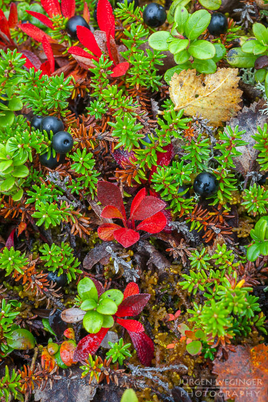 herbst, herbstlaub, herbstfarben, herbstliche idylle, naturerlebnis, natur im herbst, natur, landschaft, naturlandschaft, herbstlandschaft, heidelbeeren, frucht, obst, rot, grün, abisko nationalpark, abisko, lapland, skandinavien