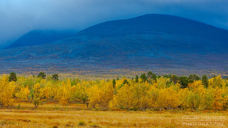 herbst, herbstlaub, herbstfarben, herbstliche idylle, naturerlebnis, natur im herbst, natur, landschaft, naturlandschaft, herbstlandschaft, Schweden, skandinavien, lappland, gelb, blau, Gewitterwolken