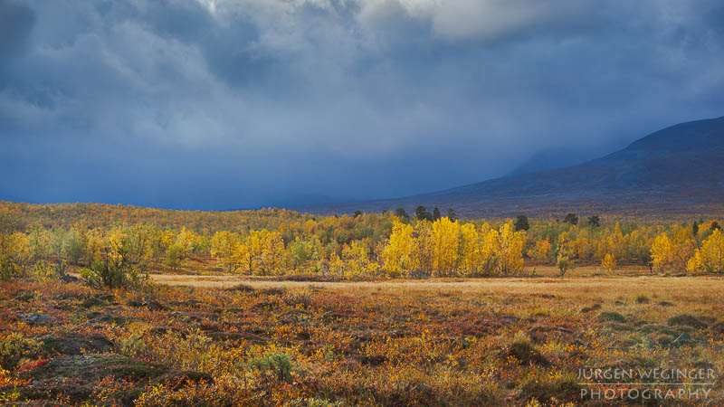 herbst, herbstlaub, herbstfarben, herbstliche idylle, naturerlebnis, natur im herbst, natur, landschaft, naturlandschaft, herbstlandschaft, abisko nationalpark, skandinavien, lappland, gewitterwolken, blau, gelb