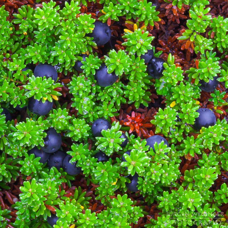 herbst, herbstlaub, herbstfarben, herbstliche idylle, naturerlebnis, natur im herbst, natur, landschaft, naturlandschaft, herbstlandschaft, heidelbeeren, grün, blau, sucht, obst, schweden, abisko nationalpark, Lappland, skandinavien