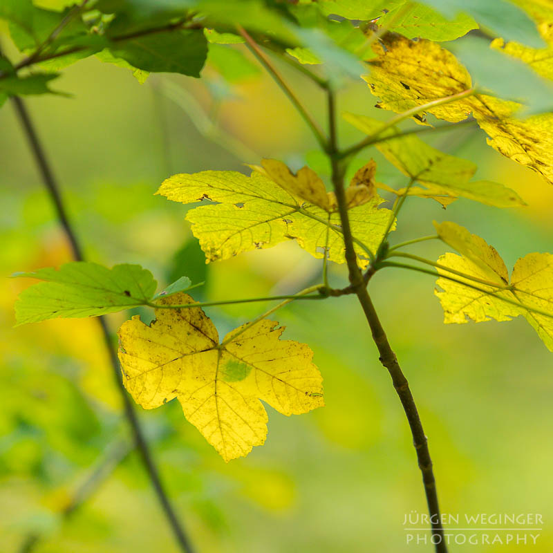 herbstlandschaft, ötschergräben, naturpark ötscher tormäuer, österreich, mostviertel, goldener herbst, laubwald, naturfotografie, landschaftsfotografie, flusslandschaft, österreichische natur, fotografie im herbst, niederösterreich, naturschönheiten, herbstblätter