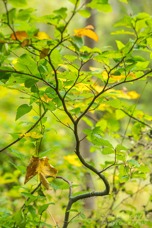 herbstlandschaft, ötschergräben, naturpark ötscher tormäuer, österreich, mostviertel, goldener herbst, laubwald, naturfotografie, landschaftsfotografie, flusslandschaft, österreichische natur, fotografie im herbst, niederösterreich, naturschönheiten, herbstblätter