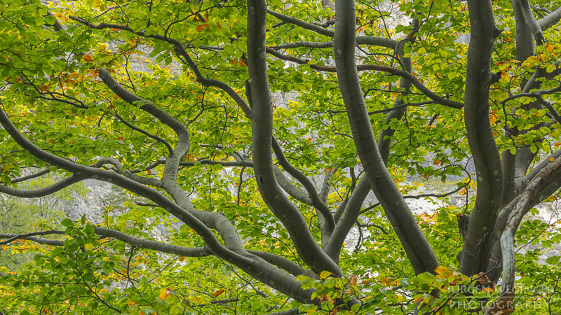 herbstlandschaft, ötschergräben, naturpark ötscher tormäuer, österreich, mostviertel, goldener herbst, laubwald, naturfotografie, landschaftsfotografie, flusslandschaft, österreichische natur, fotografie im herbst, niederösterreich, naturschönheiten, bäume