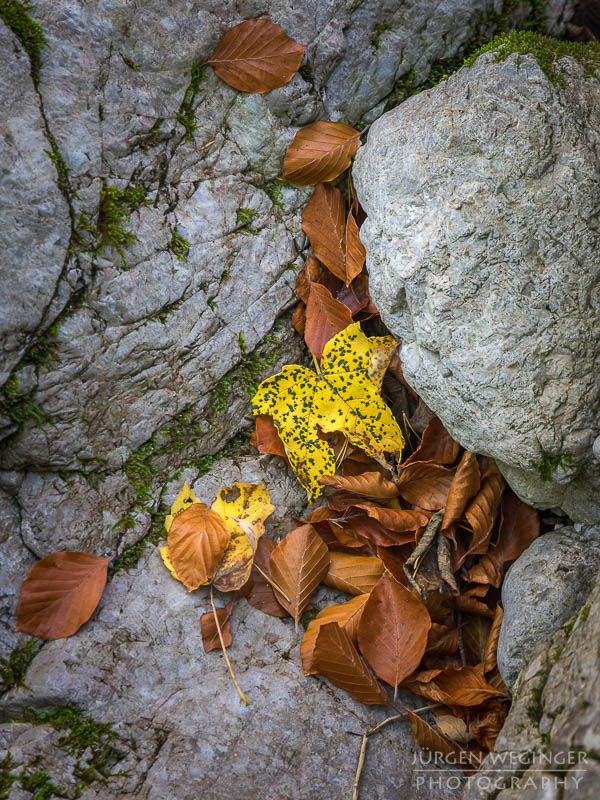 herbstlandschaft, ötschergräben, naturpark ötscher tormäuer, österreich, mostviertel, goldener herbst, laubwald, naturfotografie, landschaftsfotografie, flusslandschaft, österreichische natur, fotografie im herbst, niederösterreich, naturschönheiten, herbstblätter