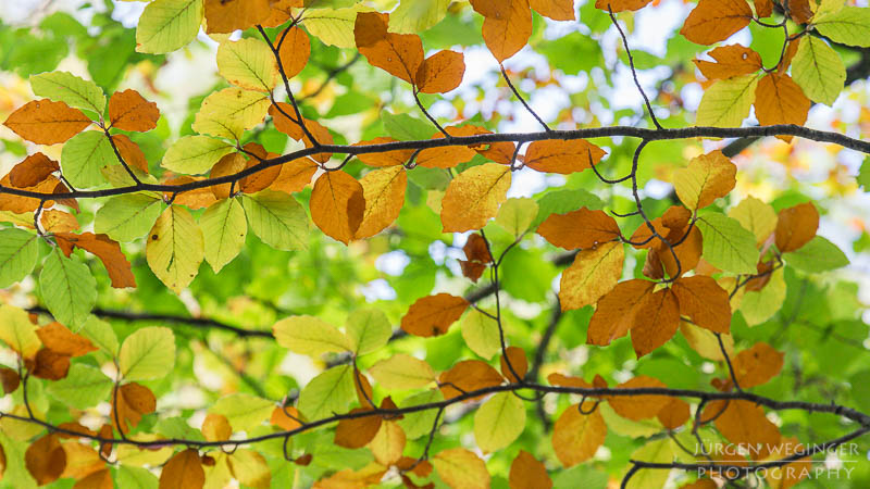 herbstlandschaft, ötschergräben, naturpark ötscher tormäuer, österreich, mostviertel, goldener herbst, laubwald, naturfotografie, landschaftsfotografie, flusslandschaft, österreichische natur, fotografie im herbst, niederösterreich, naturschönheiten, herbstblätter