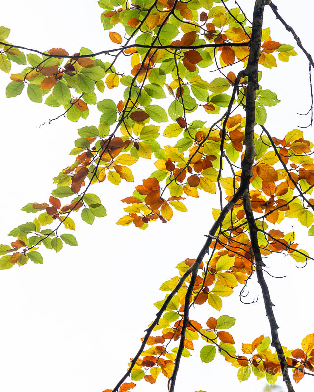 herbstlandschaft, ötschergräben, naturpark ötscher tormäuer, österreich, mostviertel, goldener herbst, laubwald, naturfotografie, landschaftsfotografie, flusslandschaft, österreichische natur, fotografie im herbst, niederösterreich, naturschönheiten, herbstblätter