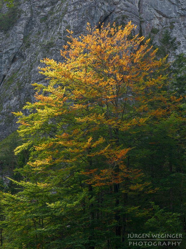 herbstlandschaft, ötschergräben, naturpark ötscher tormäuer, österreich, mostviertel, goldener herbst, laubwald, naturfotografie, landschaftsfotografie, flusslandschaft, österreichische natur, fotografie im herbst, niederösterreich, naturschönheiten, herbstfarben