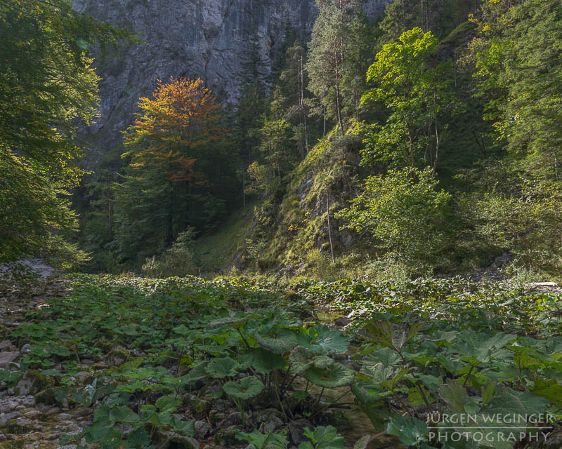 herbstlandschaft, ötschergräben, naturpark ötscher tormäuer, österreich, mostviertel, goldener herbst, laubwald, naturfotografie, landschaftsfotografie, flusslandschaft, österreichische natur, fotografie im herbst, niederösterreich, naturschönheiten, waldlandschaft