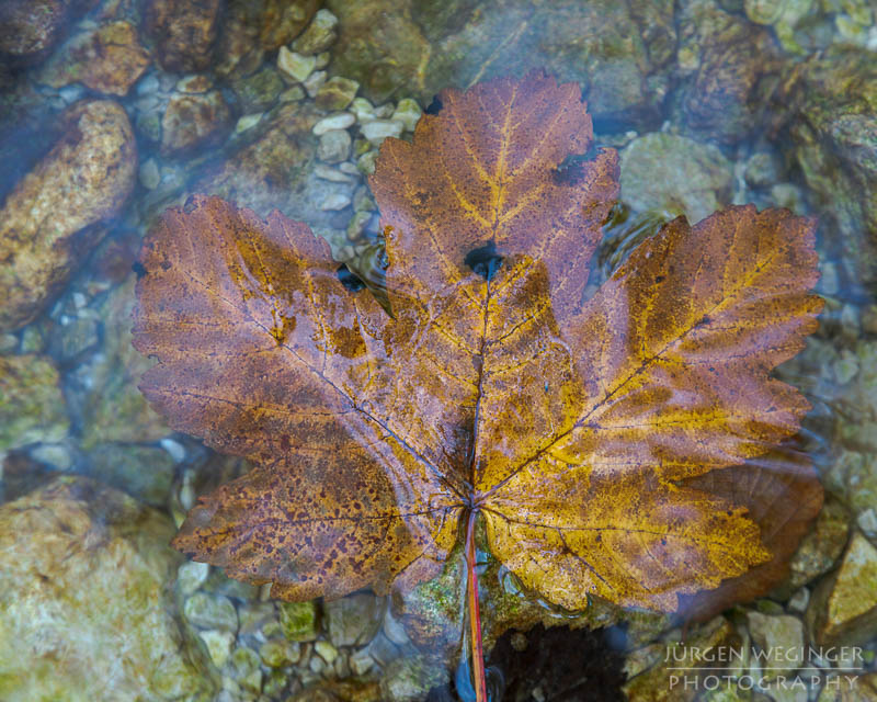 herbstlandschaft, ötschergräben, naturpark ötscher tormäuer, österreich, mostviertel, goldener herbst, laubwald, naturfotografie, landschaftsfotografie, flusslandschaft, österreichische natur, fotografie im herbst, niederösterreich, naturschönheiten, herbstblätter