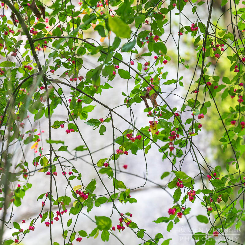 Herbstpracht, felsige Ufer, goldene Blätter, wasserfallidylle, natürliche Schönheit, herbstliche Impressionen klare Flusswasser, Herbstzauber, malerischer herbst, faszinierende landschaft, Flussromantik, felsige Schlucht, Oberösterreich, Klamschlucht