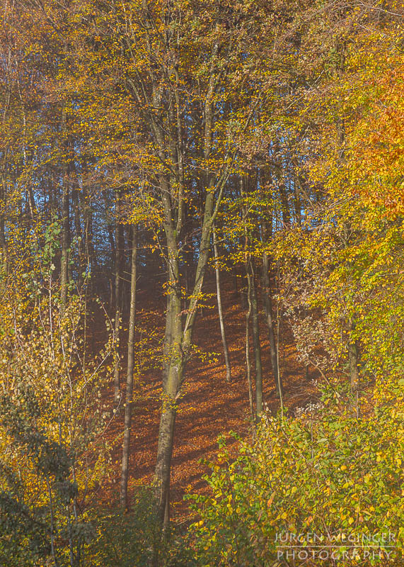 mostviertel, Niederösterreich, landschaft, waldlandschaft, nebel, nebelbilder, morgenlicht, morgen, sonnenaufgang, mystische bilder, österreich, naturfotografie, landschaftsfotografie, wälder, gegenlichtaufnahmen