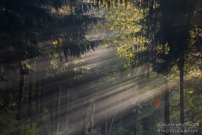 mostviertel, Niederösterreich, landschaft, waldlandschaft, nebel, nebelbilder, morgenlicht, morgen, sonnenaufgang, mystische bilder, österreich, naturfotografie, landschaftsfotografie, wälder, gegenlichtaufnahmen