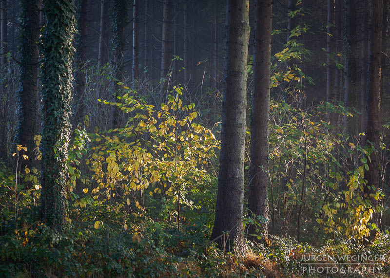 mostviertel, Niederösterreich, landschaft, waldlandschaft, nebel, nebelbilder, morgenlicht, morgen, sonnenaufgang, mystische bilder, österreich, naturfotografie, landschaftsfotografie, wälder, gegenlichtaufnahmen