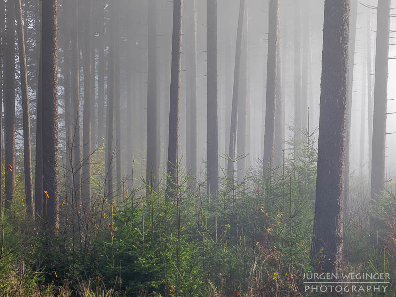 mostviertel, Niederösterreich, landschaft, waldlandschaft, nebel, nebelbilder, morgenlicht, morgen, sonnenaufgang, mystische bilder, österreich, naturfotografie, landschaftsfotografie, wälder, gegenlichtaufnahmen