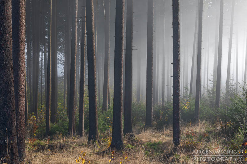 mostviertel, Niederösterreich, landschaft, waldlandschaft, nebel, nebelbilder, morgenlicht, morgen, sonnenaufgang, mystische bilder, österreich, naturfotografie, landschaftsfotografie, wälder, gegenlichtaufnahmen