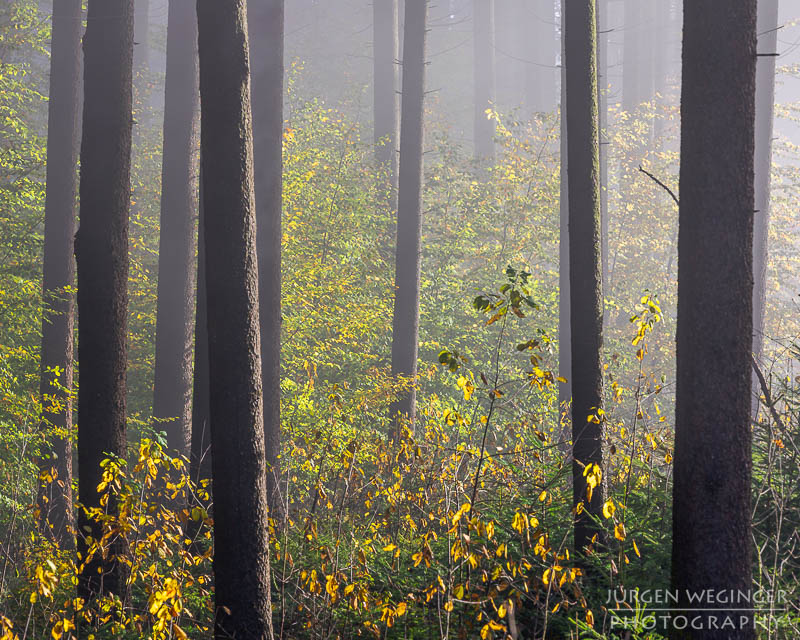 mostviertel, Niederösterreich, landschaft, waldlandschaft, nebel, nebelbilder, morgenlicht, morgen, sonnenaufgang, mystische bilder, österreich, naturfotografie, landschaftsfotografie, wälder, gegenlichtaufnahmen