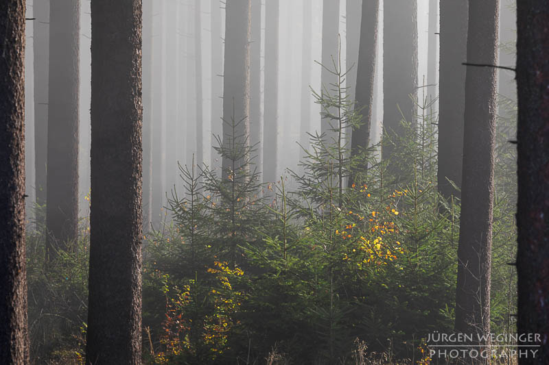 mostviertel, Niederösterreich, landschaft, waldlandschaft, nebel, nebelbilder, morgenlicht, morgen, sonnenaufgang, mystische bilder, österreich, naturfotografie, landschaftsfotografie, wälder, gegenlichtaufnahmen