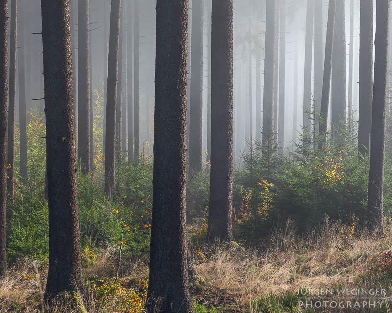 mostviertel, Niederösterreich, landschaft, waldlandschaft, nebel, nebelbilder, morgenlicht, morgen, sonnenaufgang, mystische bilder, österreich, naturfotografie, landschaftsfotografie, wälder, gegenlichtaufnahmen