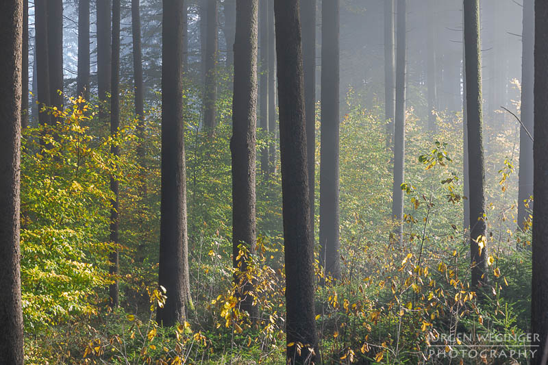 mostviertel, Niederösterreich, landschaft, waldlandschaft, nebel, nebelbilder, morgenlicht, morgen, sonnenaufgang, mystische bilder, österreich, naturfotografie, landschaftsfotografie, wälder, gegenlichtaufnahmen