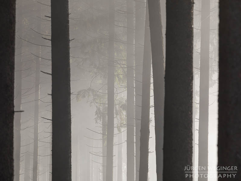 mostviertel, Niederösterreich, landschaft, waldlandschaft, nebel, nebelbilder, morgenlicht, morgen, sonnenaufgang, mystische bilder, österreich, naturfotografie, landschaftsfotografie, wälder, gegenlichtaufnahmen