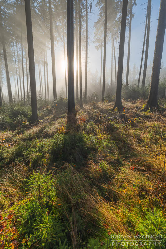 mostviertel, Niederösterreich, landschaft, waldlandschaft, nebel, nebelbilder, morgenlicht, morgen, sonnenaufgang, mystische bilder, österreich, naturfotografie, landschaftsfotografie, wälder, gegenlichtaufnahmen