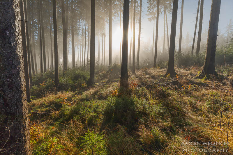 mostviertel, Niederösterreich, landschaft, waldlandschaft, nebel, nebelbilder, morgenlicht, morgen, sonnenaufgang, mystische bilder, österreich, naturfotografie, landschaftsfotografie, wälder, gegenlichtaufnahmen