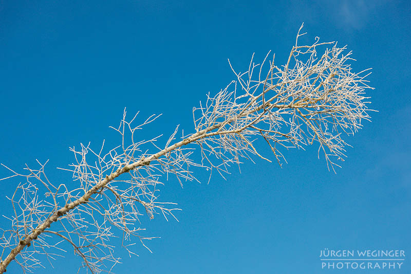 frost, winter, winterlandschaft, winterzauber, ardning, steiermark, liezen, admont, birken