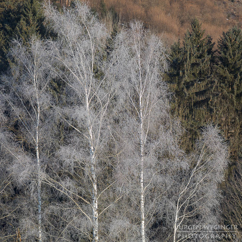 frost, winter, winterlandschaft, winterzauber, ardning, steiermark, liezen, admont, birken