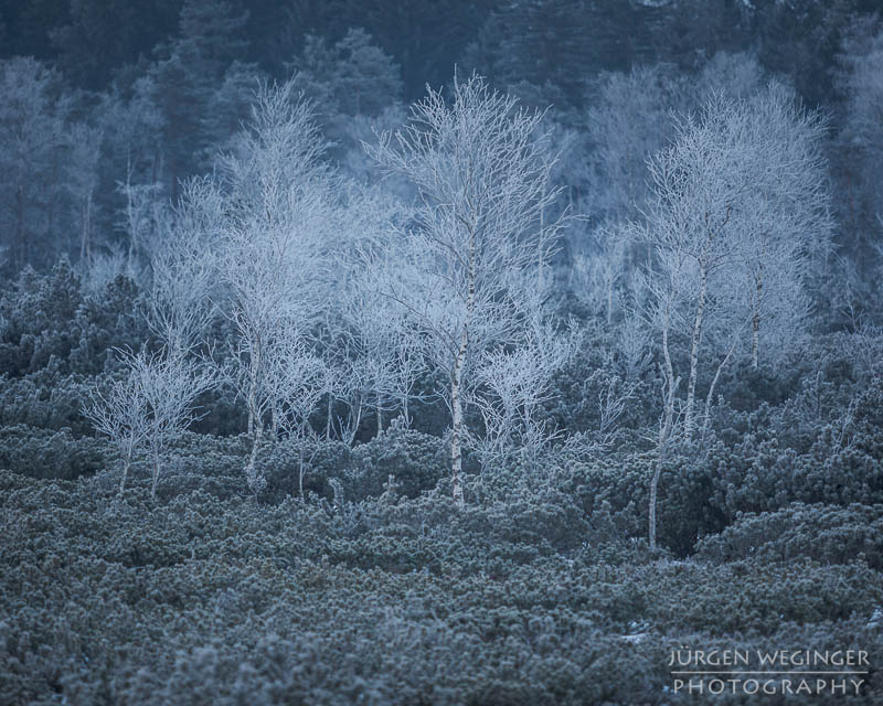 pürgschachen hochmoor, moor, frost, winter, winterlandschaft, winterzauber, ardning, steiermark, liezen, admont, birken