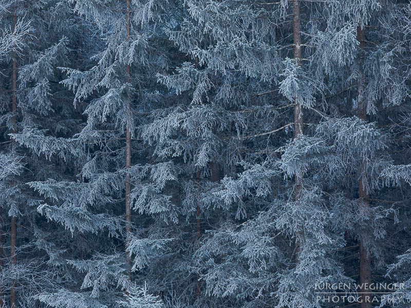 pürgschachen hochmoor, moor, frost, winter, winterlandschaft, winterzauber, ardning, steiermark, liezen, admont, birken