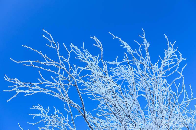 pürgschachen hochmoor, moor, gegenlicht, frost, winter, winterlandschaft, winterzauber, ardning, steiermark, liezen, admont, birken