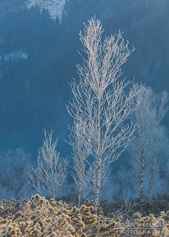 pürgschachen hochmoor, moor, gegenlicht, frost, winter, winterlandschaft, winterzauber, ardning, steiermark, liezen, admont, birken