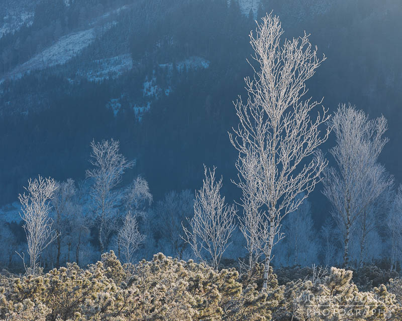 pürgschachen hochmoor, moor, gegenlicht, frost, winter, winterlandschaft, winterzauber, ardning, steiermark, liezen, admont, birken