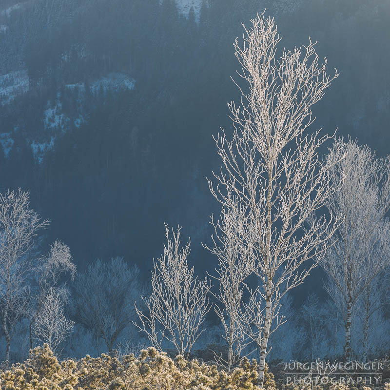 pürgschachen hochmoor, moor, gegenlicht, frost, winter, winterlandschaft, winterzauber, ardning, steiermark, liezen, admont, birken