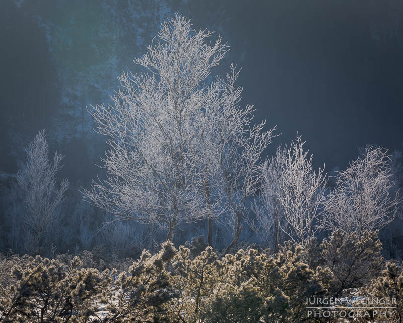 pürgschachen hochmoor, moor, gegenlicht, frost, winter, winterlandschaft, winterzauber, ardning, steiermark, liezen, admont, birken