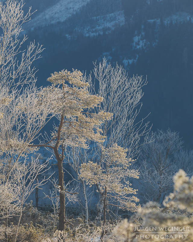 pürgschachen hochmoor, moor, gegenlicht, frost, winter, winterlandschaft, winterzauber, ardning, steiermark, liezen, admont, birken