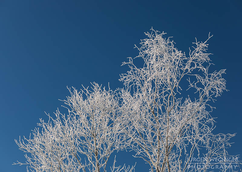 pürgschachen hochmoor, moor, gegenlicht, frost, winter, winterlandschaft, winterzauber, ardning, steiermark, liezen, admont, birken