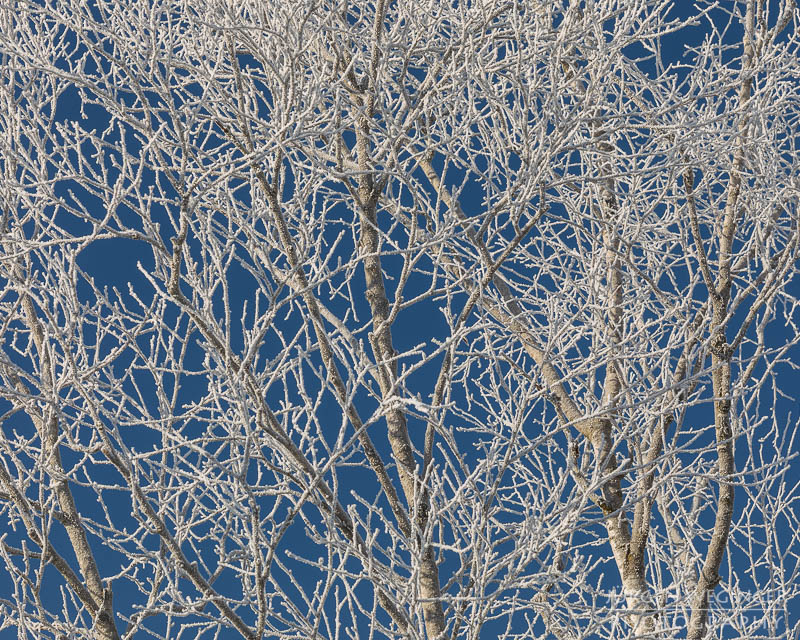 pürgschachen hochmoor, moor, gegenlicht, frost, winter, winterlandschaft, winterzauber, ardning, steiermark, liezen, admont, birken