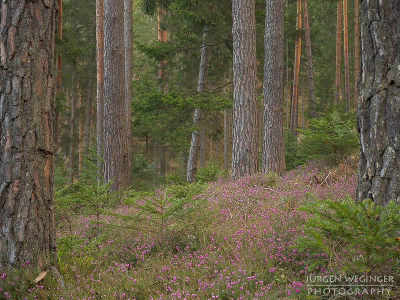 Erikablüte, Frühling, Frühlingsbeginn, Landschaftsfotografie, Waldlandschaft, Waldfotografie, Naturfotografie, Blumenfotografie, Blumen, Blütenpracht, Frühblüher, Gulsenberg, Steiermark