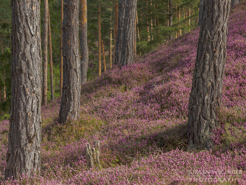 Bilder von der Erikablüte am Gulsenberg