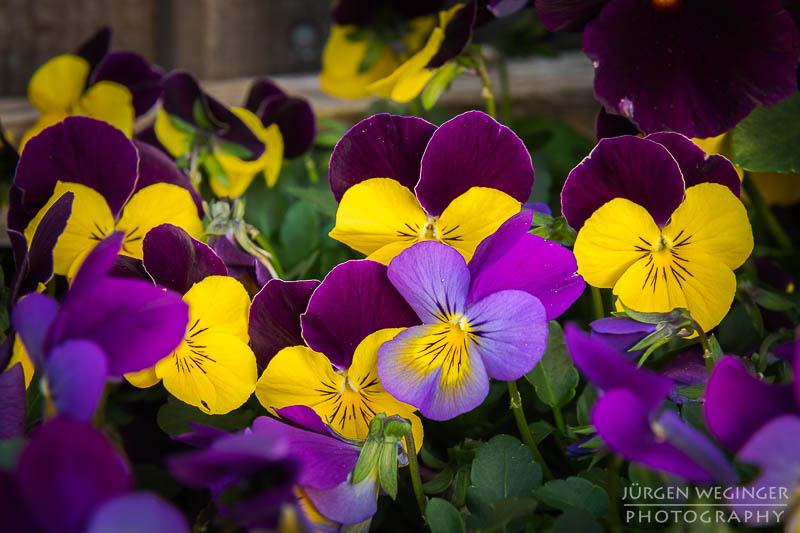 Blumen im eigenen Garten fotografieren